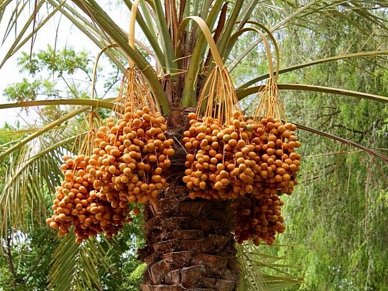 Финики на пальме